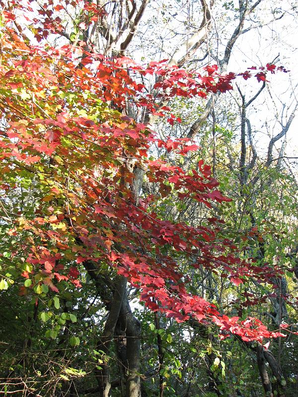2008-10-11_Tiverton_Trustom 075.jpg